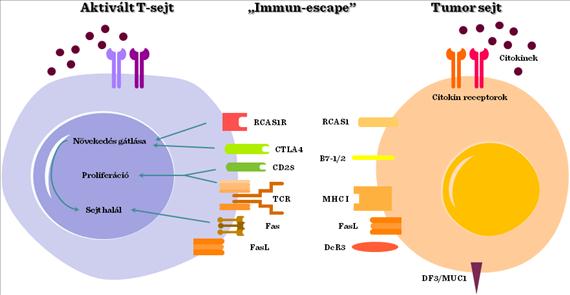 II.3-2. ábra: Tumor és aktivált T-sejt II.3-3.