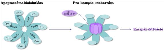 II.4-3. ábra: Bcl-család II.4-4. ábra: Apoptoszóma 4.6. A kaszpáz kaszkád A kaszpázok cisztein-függő aszpartát irányította proteáz (ciszein proteázok) család tagjai, gyors aktivációra képesek.