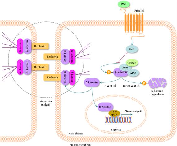 A Wnt jelátvitel szerepét feltételezik a sejt adhézió és az Alzheimer-kór