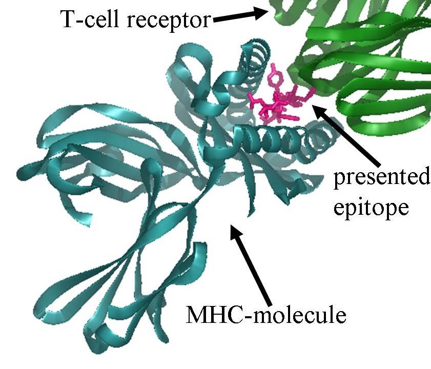 MHC I/II T-sejtek