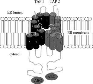 TAP molekula: