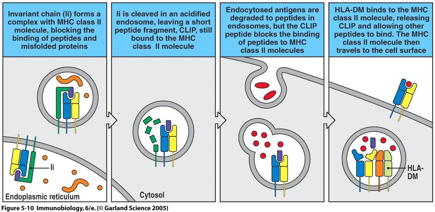 Peptid kötés az MHC-II molekulához HLA-DM: MHCII