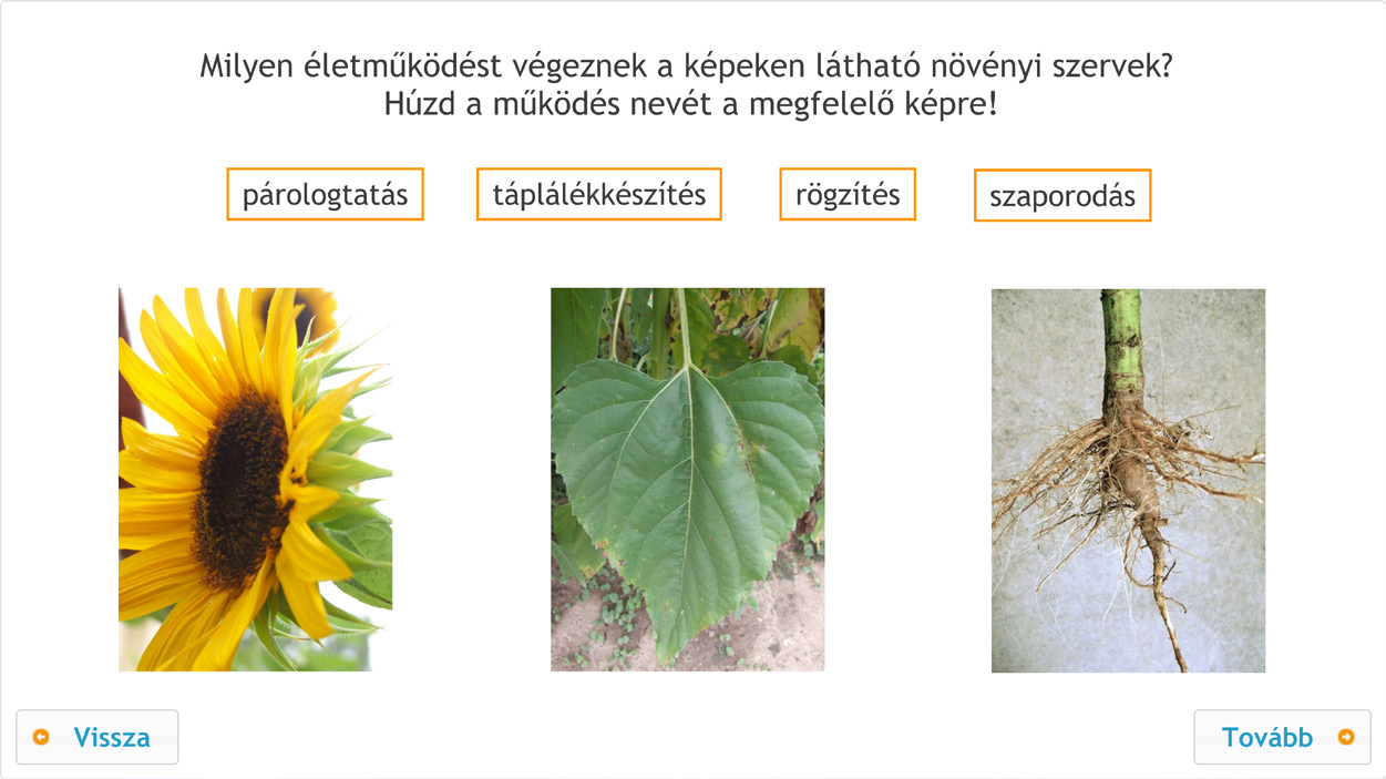 A természettudomány tartalmi területei az online diagnosztikus értékelés szempontjából D56. feladat 4.