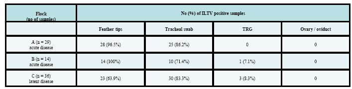 ILTV DNS detektálás PCR-el tollvég