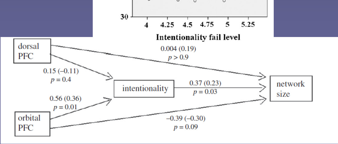 Kis agyászat Bicart et al 2010 Amygdala mérete a társas csoporttal korrelál