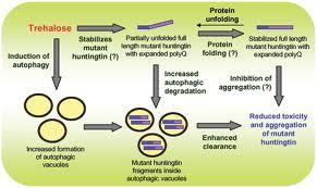 Sarkar S, Davies JE, Huang Z, Tunnacliffe A and Rubinsztein DC. (2007) Trehalose, a novel mtor-independent autophagy inducer, accelerates clearance of mutant huntingtin and alpha-synuclein.