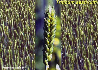 Triticum