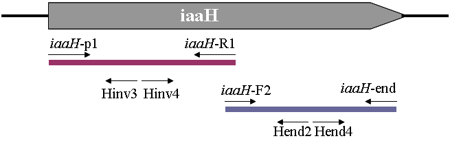 vitis AT1 és AB4 törzsek iaah szekvenciájának elemzése A szekvenciák elemzése során észrevettük, hogy két A. vitis törzs (AT1, AB4) iaah génjéről nem található információ az adatbázisokban.