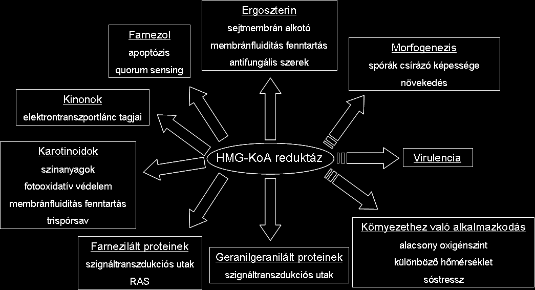 Irodalmi áttekintés 18 termékek hatással vannak a MEV útvonal enzimeire, köztük a HMG-KoA reduktáz keletkezésére, stabilitására és degradációjára (Goldstein és Brown 1990).