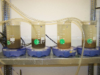 A biológiai kísérletek során 4 reaktort alakítottam ki, egy vas-kloriddal, egy nátriumalumináttal, és a kettı kombinációjával elıkezelt, illetve egy kezeletlen szennyvíz adagolásával.
