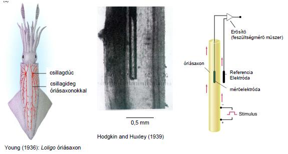 A NYUGALMI MEMBRÁNPOTENCIÁL Tintahal óriás axon Preparált izomsejtek Mikroelektródddal történő vizsgálat. (KCl oldattal töltött azonos mobilitás.