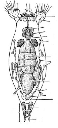 Biológia 7. 15 Mikroszkópos gyakorlatok - a kerekesféreg (Rotatoria) (http://people.mokk.bme.