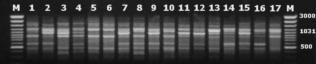 Szamócafajták molekuláris összehasonlítása RAPD M 1 2 3 4 5 6 7 8 9 10 11
