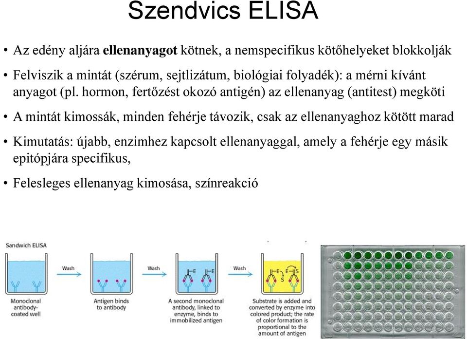 hormon, fertőzést okozó antigén) az ellenanyag (antitest) megköti A mintát kimossák, minden fehérje távozik, csak az