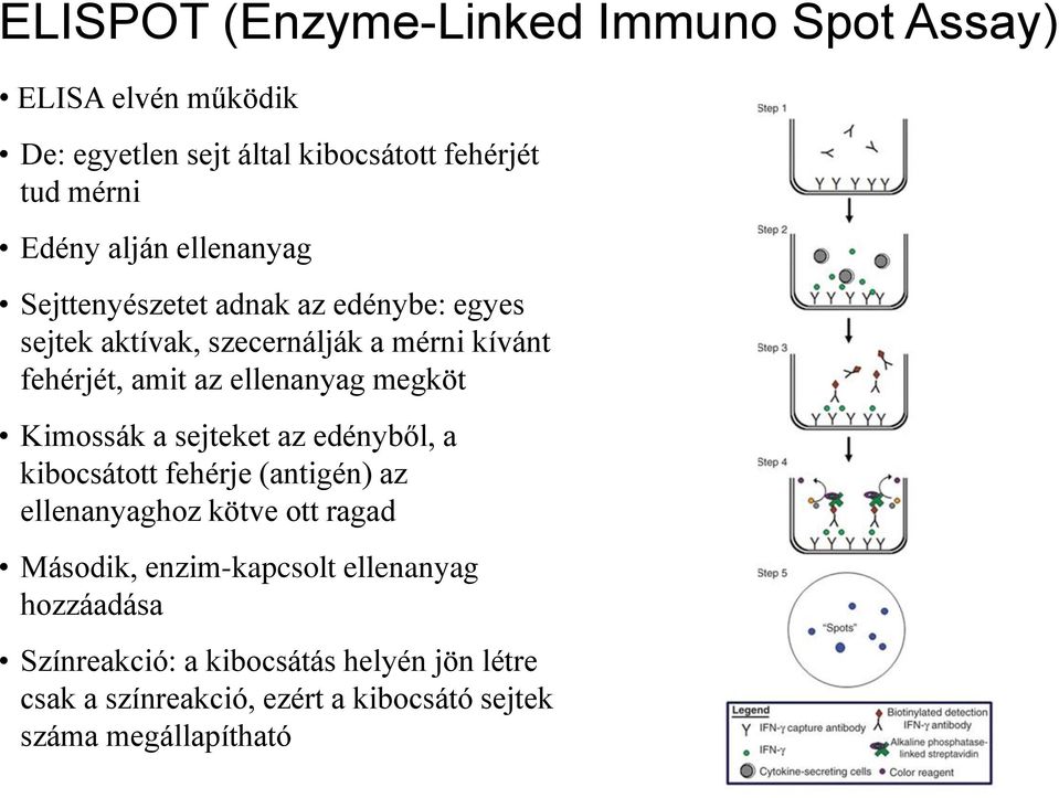 ellenanyag megköt Kimossák a sejteket az edényből, a kibocsátott fehérje (antigén) az ellenanyaghoz kötve ott ragad Második,