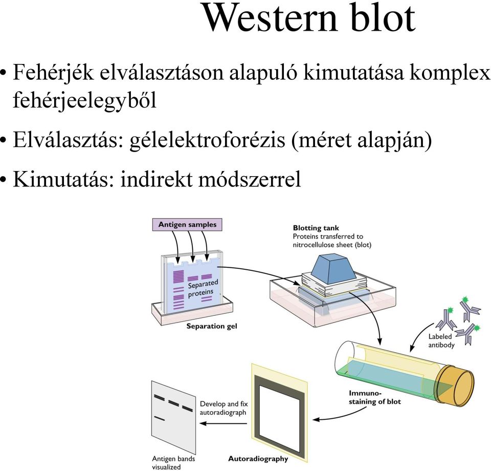 fehérjeelegyből Elválasztás: