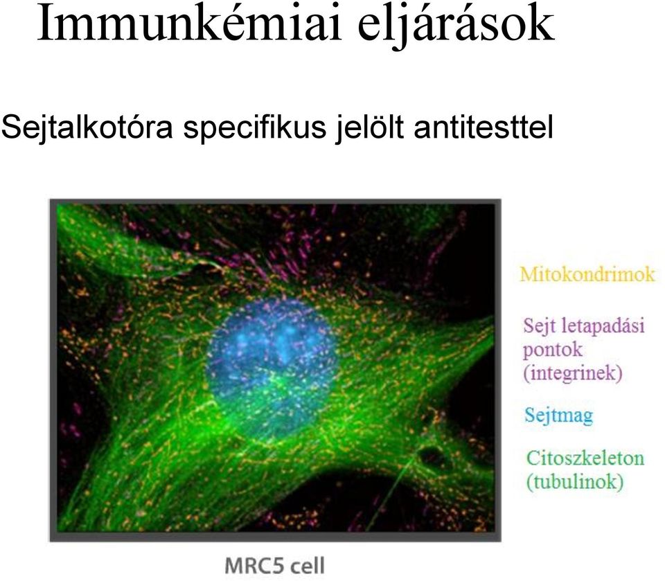 Sejtalkotóra