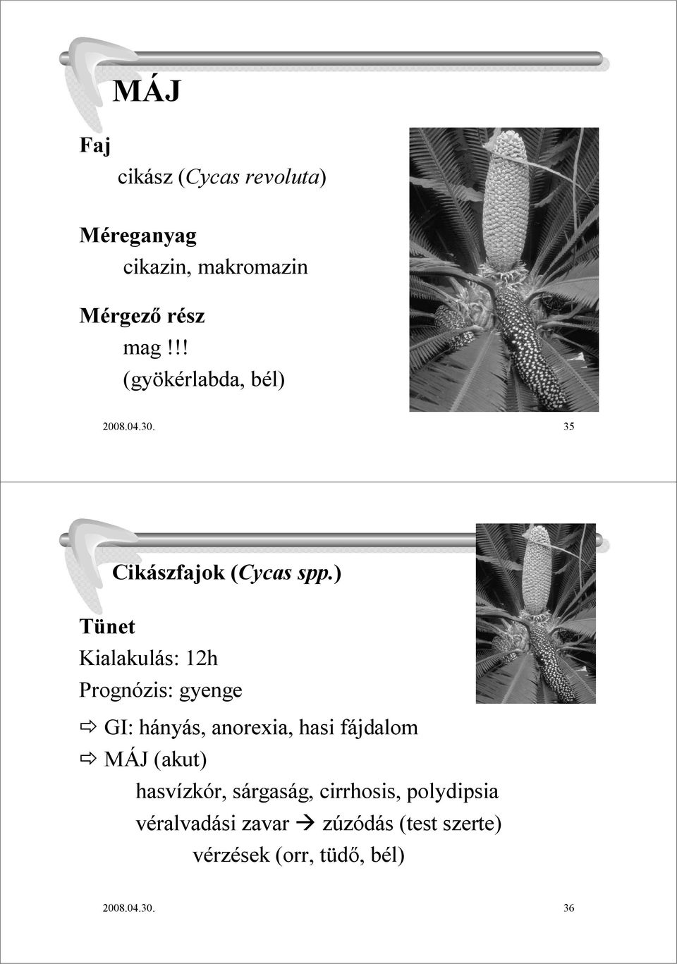 ) Kialakulás: 12h Prognózis: gyenge GI: hányás, anorexia, hasi fájdalom MÁJ