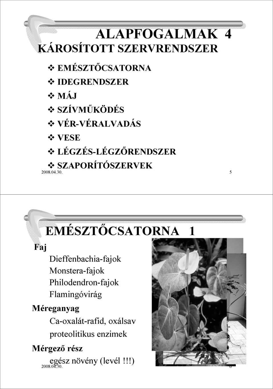 5 EMÉSZTİCSATORNA 1 Dieffenbachia-fajok Monstera-fajok Philodendron-fajok