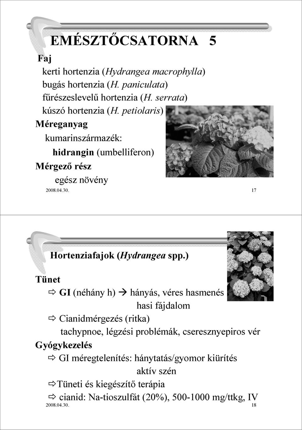 17 Hortenziafajok (Hydrangea spp.