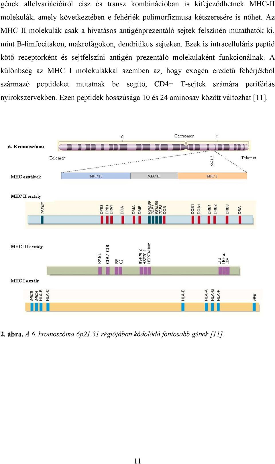 Ezek is intracelluláris peptid kötő receptorként és sejtfelszíni antigén prezentáló molekulaként funkcionálnak.