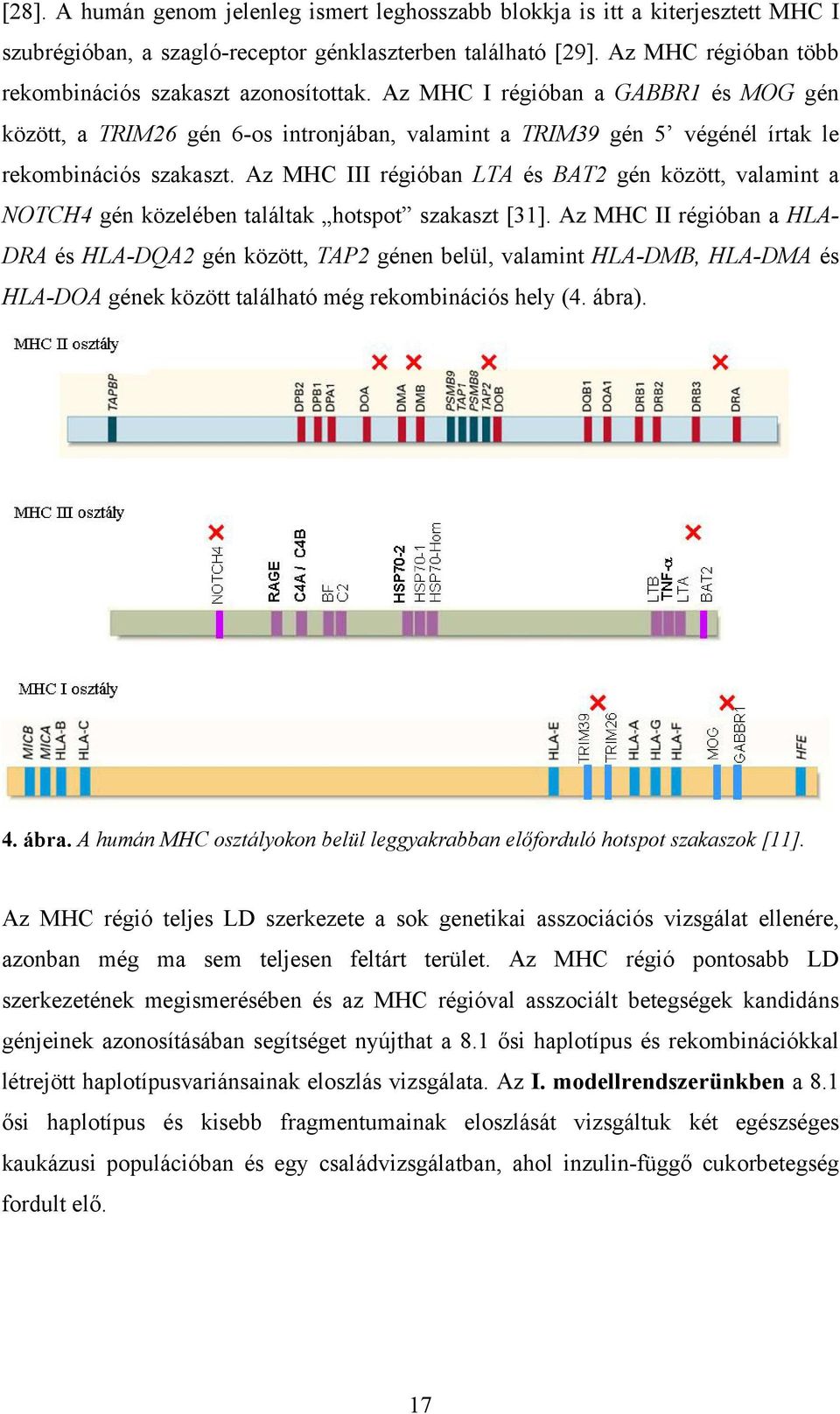 Az MHC III régióban LTA és BAT2 gén között, valamint a NOTCH4 gén közelében találtak hotspot szakaszt [31].