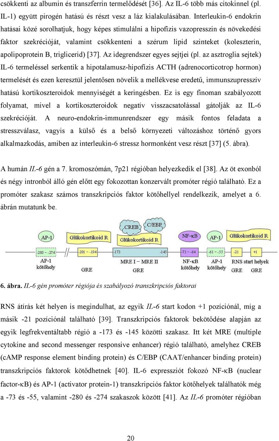 apolipoprotein B, triglicerid) [37]. Az idegrendszer egyes sejtjei (pl.