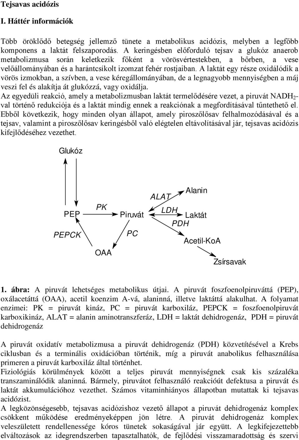 A laktát egy része oxidálódik a vörös izmokban, a szívben, a vese kéregállományában, de a legnagyobb mennyiségben a máj veszi fel és alakítja át glukózzá, vagy oxidálja.