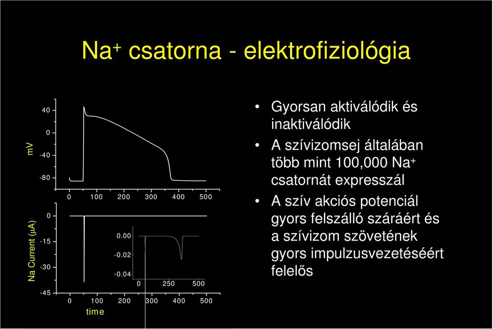 04 0 250 500 0 100 200 300 400 500 time Gyorsan aktiválódik és inaktiválódik A szívizomsej