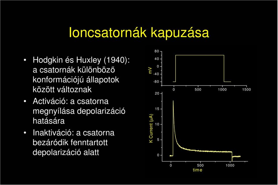 depolarizáció hatására Inaktiváció: a csatorna bezáródik fenntartott