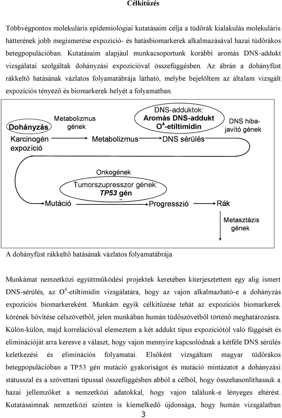 Az ábrán a dohányfüst rákkeltő hatásának vázlatos folyamatábrája látható, melybe bejelöltem az általam vizsgált expozíciós tényező és biomarkerek helyét a folyamatban.