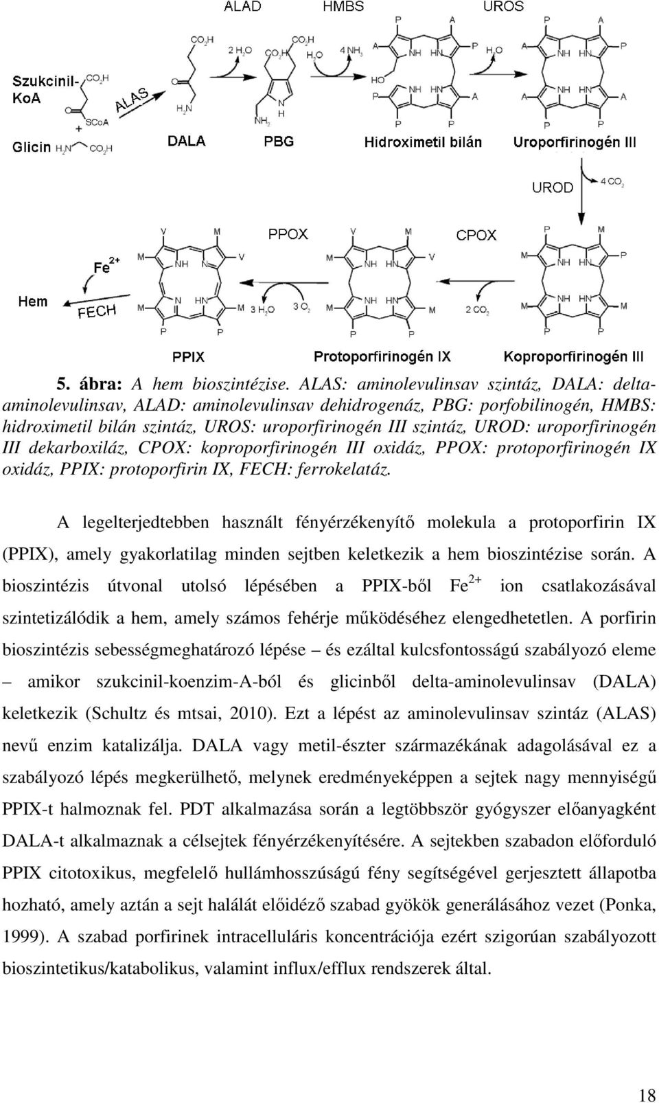 uroporfirinogén III dekarboxiláz, CPOX: koproporfirinogén III oxidáz, PPOX: protoporfirinogén IX oxidáz, PPIX: protoporfirin IX, FECH: ferrokelatáz.