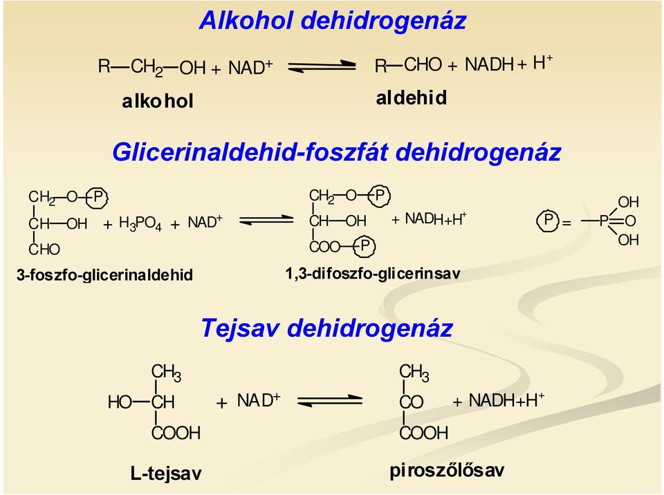 3-foszfo-glicerinaldehid CH 2 CH C H P P 1,3-difoszfo-glicerinsav H + NADH+H +