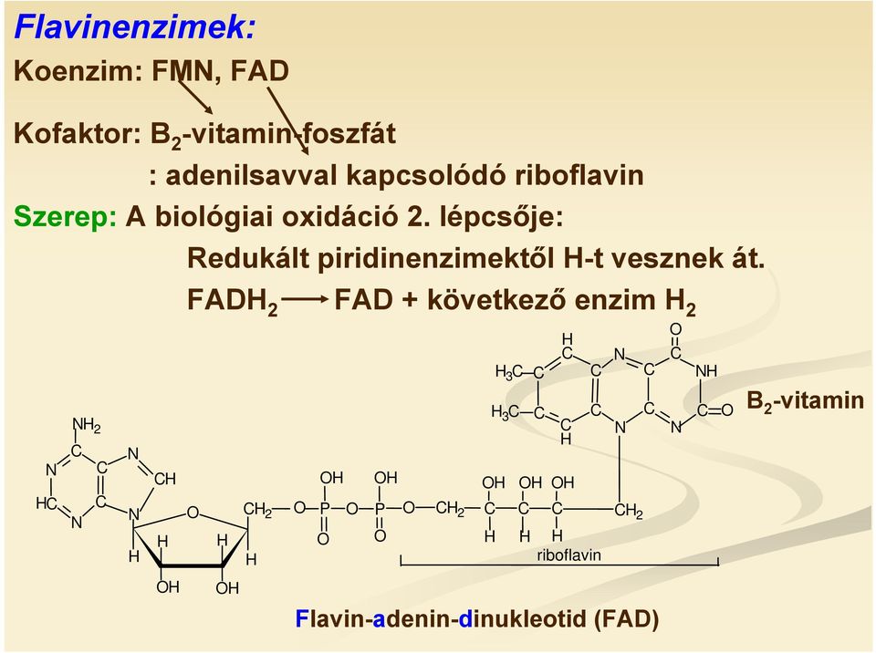 N H C N H 2 C C C N N N H C H H FADH 2 FAD + következő enzim H 2 H C N H 3 C C C C H 3 C C C C C N H