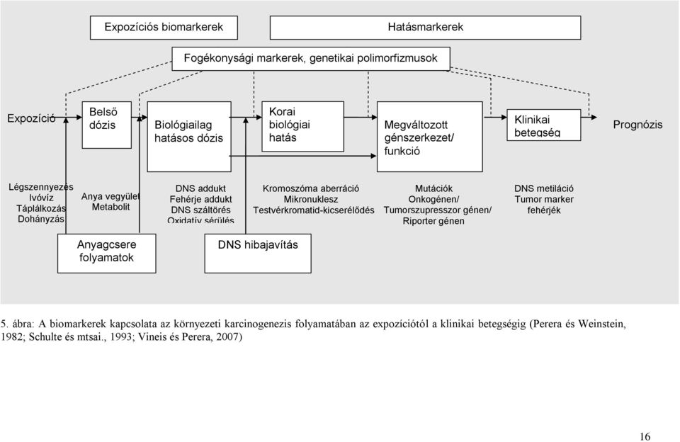 Mikronuklesz Testvérkromatid-kicserélődés Mutációk Onkogénen/ Tumorszupresszor génen/ Riporter génen DNS metiláció Tumor marker fehérjék Anyagcsere folyamatok DNS hibajavítás 5.