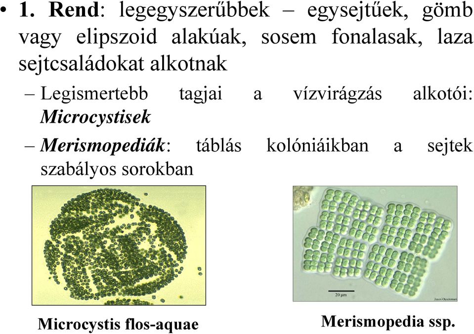 vízvirágzás alkotói: Microcystisek Merismopediák: táblás