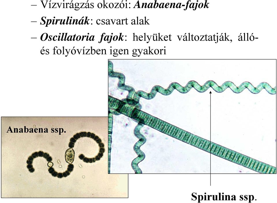 fajok: helyüket változtatják, állóés