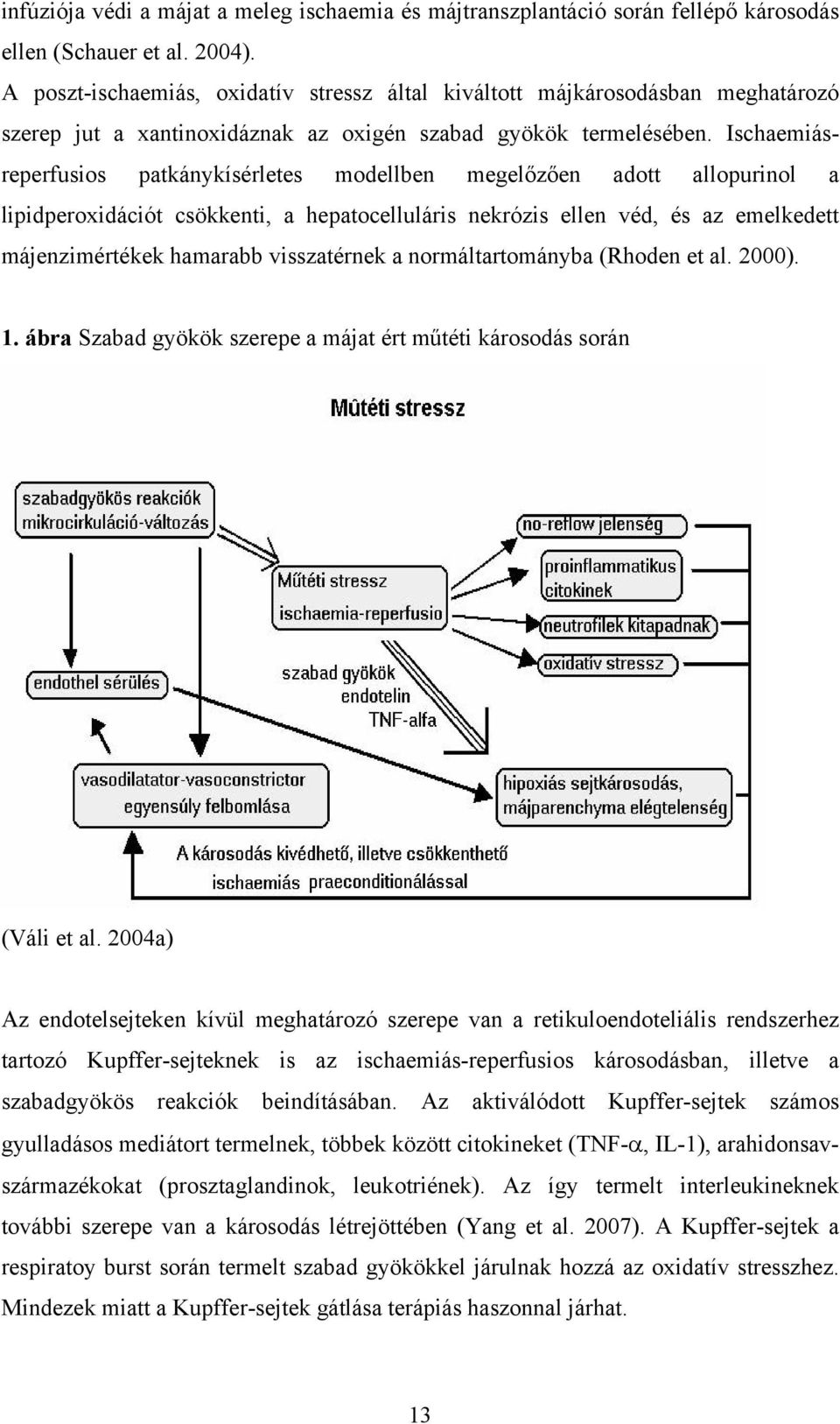 Ischaemiásreperfusios patkánykísérletes modellben megelőzően adott allopurinol a lipidperoxidációt csökkenti, a hepatocelluláris nekrózis ellen véd, és az emelkedett májenzimértékek hamarabb