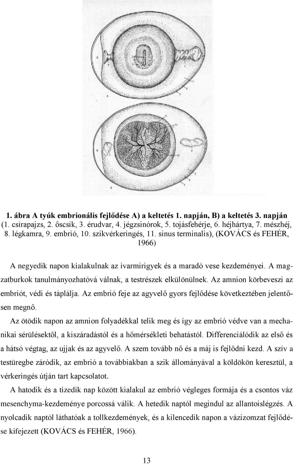 A magzatburkok tanulmányozhatóvá válnak, a testrészek elkülönülnek. Az amnion körbeveszi az embriót, védi és táplálja. Az embrió feje az agyvelő gyors fejlődése következtében jelentősen megnő.