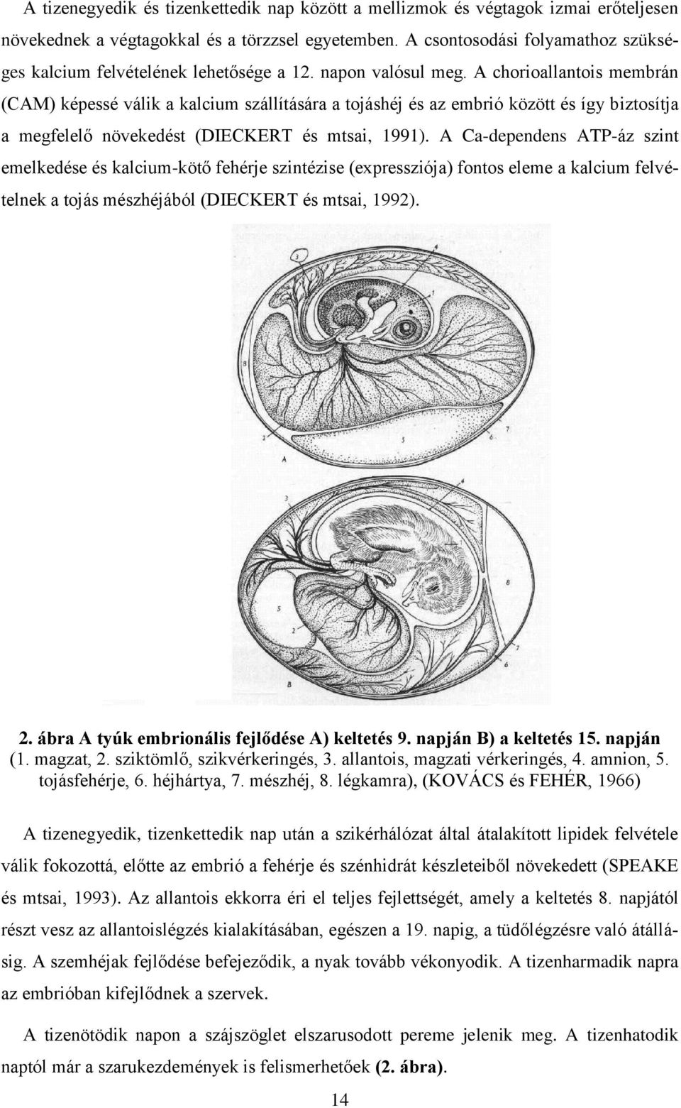 A chorioallantois membrán (CAM) képessé válik a kalcium szállítására a tojáshéj és az embrió között és így biztosítja a megfelelő növekedést (DIECKERT és mtsai, 1991).