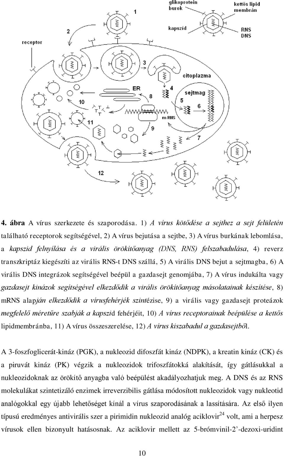 felszabadulása, 4) reverz transzkriptáz kiegészíti az virális RS-t DS szállá, 5) A virális DS bejut a sejtmagba, 6) A virális DS integrázok segítségével beépül a gazdasejt genomjába, 7) A vírus