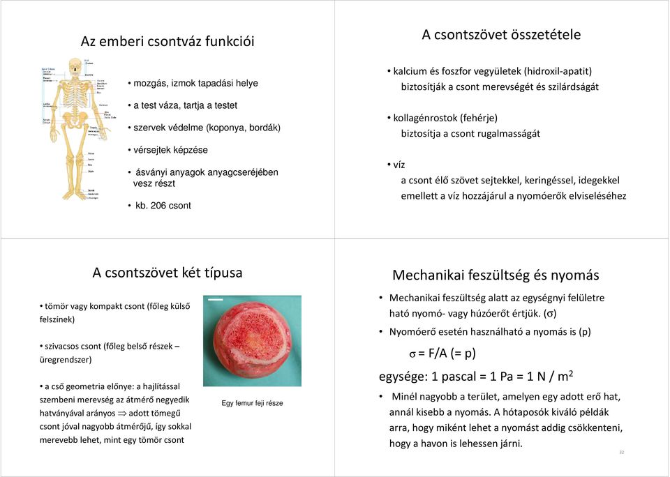 keingéssel, idegekkel emellett a víz hozzájául a nyomóeők elviseléséhez A csontszövet két típusa Mechanikai feszültség és nyomás tömö vagy kompakt csont (főleg külső felszínek) szivacsos csont (főleg