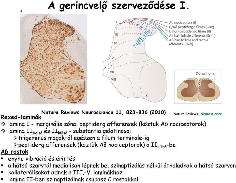 lamina II belső és II külső - substantia gelatinosa: trigeminus magoktól egészen a filum terminale-ig peptiderg afferensek (köztük Aδ