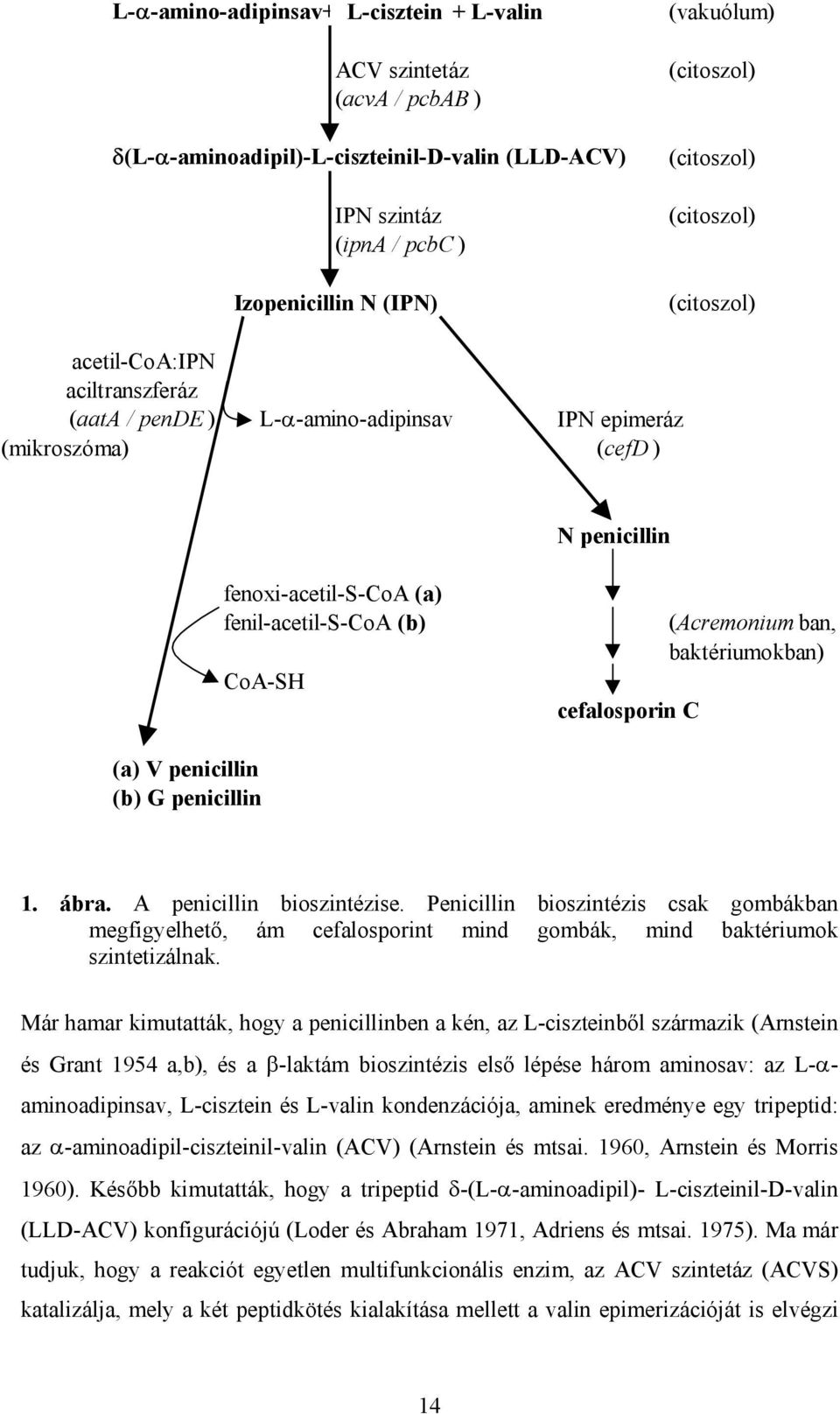 CoA-SH cefalosporin C (Acremonium ban, baktériumokban) (a) V penicillin (b) G penicillin 1. ábra. A penicillin bioszintézise.
