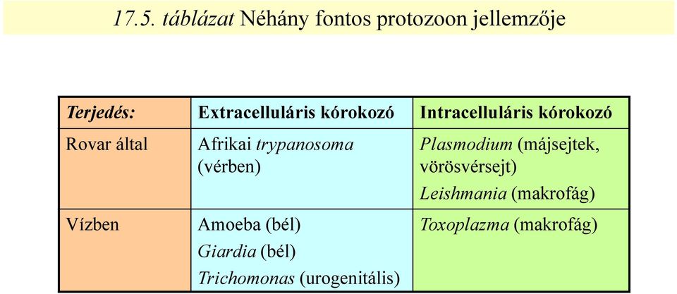 Afrikai trypanosoma (vérben) Amoeba (bél) Giardia (bél) Trichomonas