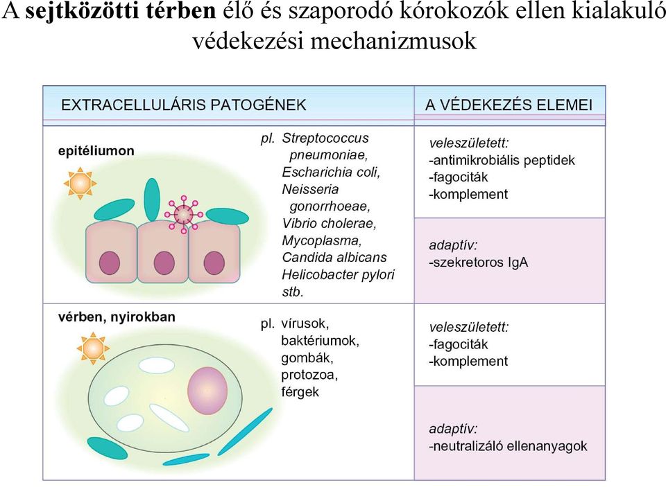 kórokozók ellen