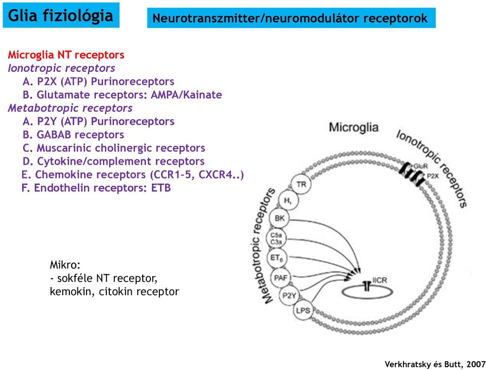 P2Y (ATP) Purinoreceptors B. GABAB receptors C. Muscarinic cholinergic receptors D.