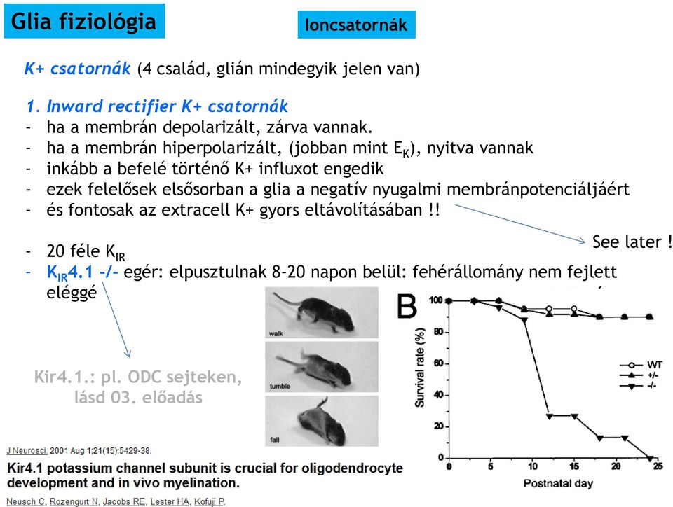 - ha a membrán hiperpolarizált, (jobban mint E K ), nyitva vannak - inkább a befelé történő K+ influxot engedik - ezek felelősek