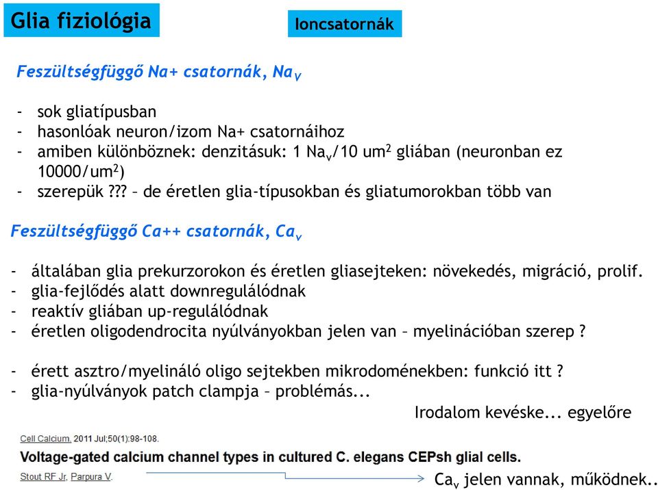 ?? de éretlen glia-típusokban és gliatumorokban több van Feszültségfüggő Ca++ csatornák, Ca v - általában glia prekurzorokon és éretlen gliasejteken: növekedés, migráció, prolif.