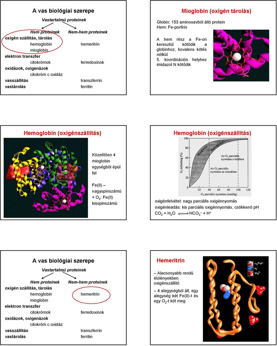 koordinációs helyhez imidazol kötődik emoglobin (oxigénszállítás) emoglobin (oxigénszállítás) Közelítően 4 egységből épül fel Fe(II) nagyspinszámú + 2 : Fe(II)